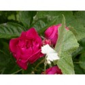 Rosa 'Beauté des prairies' - Rosaceae - Rosier