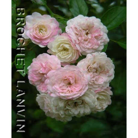 Rosa 'Beauté Orléanaise' - Rosaceae - Rosier