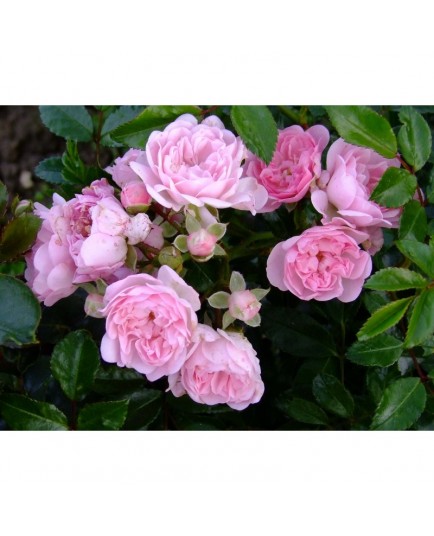 Rosa 'Beauty Fairy' - Rosaceae - rosier grimpant
