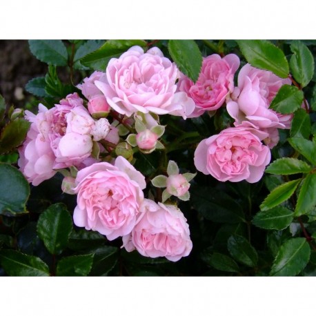 Rosa 'Beauty Fairy' - Rosaceae - rosier grimpant