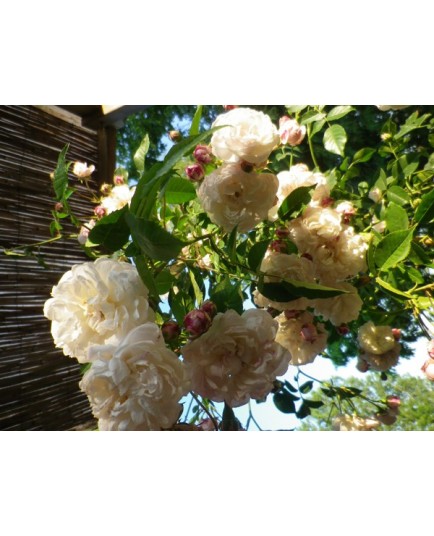 Rosa 'Belle de Baltimore' - Rosaceae - rosier