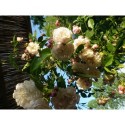 Rosa 'Belle de Baltimore' - Rosaceae - rosier