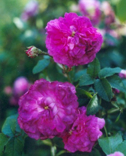 Rosa 'Belle de Crécy' - Rosaceae - Rosier