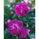 Rosa 'Belle de Crécy' - Rosaceae - Rosier