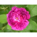 Rosa 'Belle de Crécy' - Rosaceae - Rosier