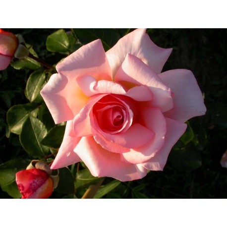 Rosa 'Belle de Londres' - Rosaceae - Rosier grimpant