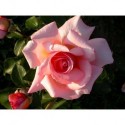 Rosa 'Belle de Londres' - Rosaceae - Rosier grimpant