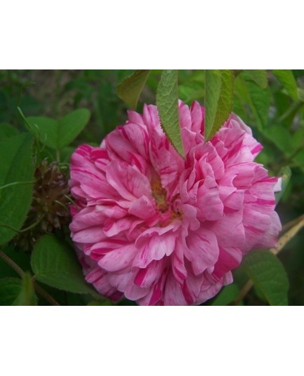 Rosa 'Belle des Jardins' - Rosaceae - Rosier