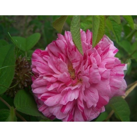 Rosa 'Belle des Jardins' - Rosaceae - Rosier