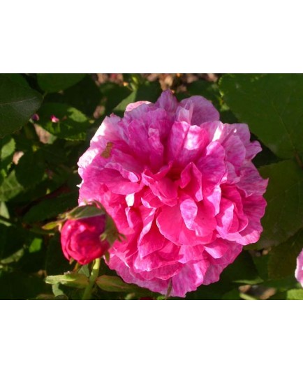 Rosa 'Belle Hélène' - Rosaceae - Rosier