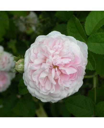 Rosa 'Belle Isis' - Rosaceae - Rosier