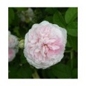 Rosa 'Belle Isis' - Rosaceae - Rosier