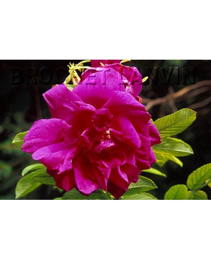 Rosa 'Belle Poitevine' - Rosaceae - Rosier