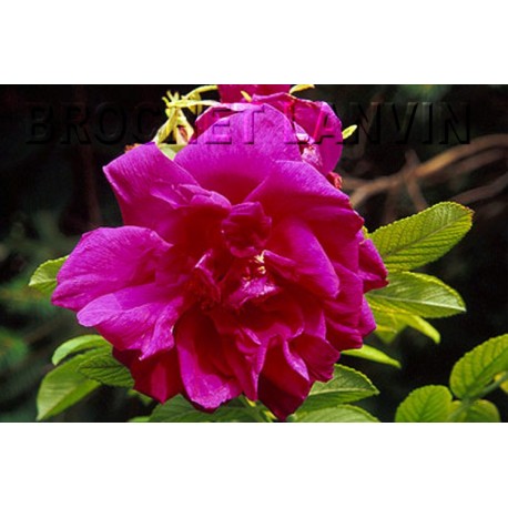 Rosa 'Belle Poitevine' - Rosaceae - Rosier