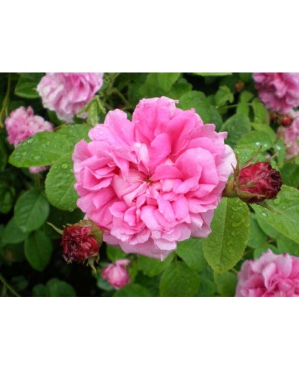 Rosa 'Belle sans Flatterie' - Rosaceae - Rosier