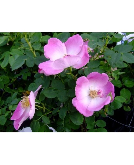 Rosa 'Beth' - Rosaceae - Rosier