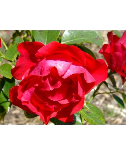 Rosa 'Black Forest Rose' - Rosaceae - Rosier couvre-sol