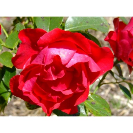 Rosa 'Black Forest Rose' - Rosaceae - Rosier couvre-sol