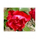 Rosa 'Black Forest Rose' - Rosaceae - Rosier couvre-sol