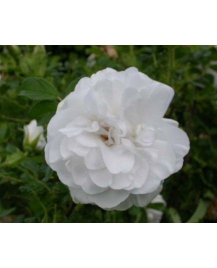 Rosa 'Blanc Double de Coubert' - Rosaceae - Rosier