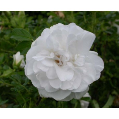 Rosa 'Blanc Double de Coubert' - Rosaceae - Rosier