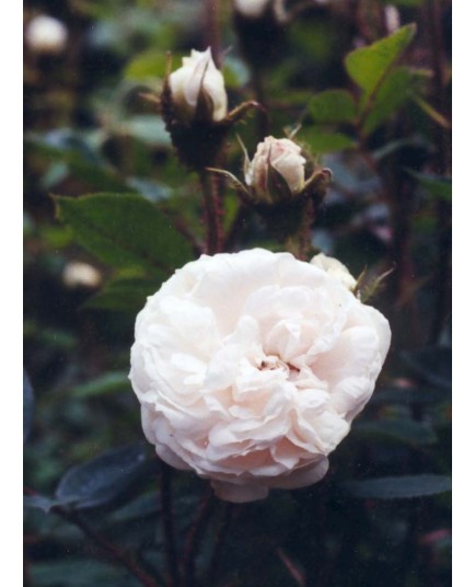 Rosa 'Blanche Moreau' - Rosaceae - Rosier