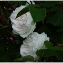 Rosa 'Blanche Moreau' - Rosaceae - Rosier