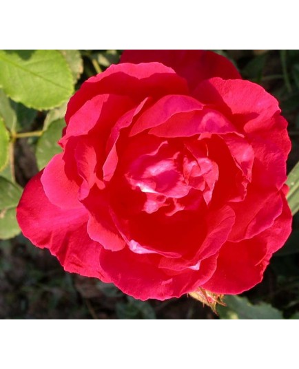 Rosa 'Blaze' - Rosaceae - Rosier