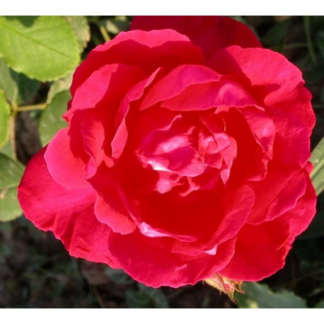 Rosa 'Blaze' - Rosaceae - Rosier