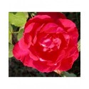 Rosa 'Blaze' - Rosaceae - Rosier