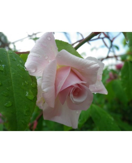 Rosa 'Bloomfield Abundance' - Rosaceae - rosier ancien, rosier arbuste