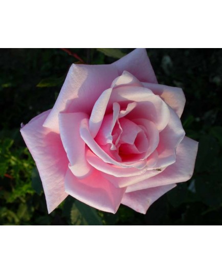 Rosa 'Blossom Time' - Rosaceae - Rosier