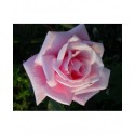 Rosa 'Blossom Time' - Rosaceae - Rosier