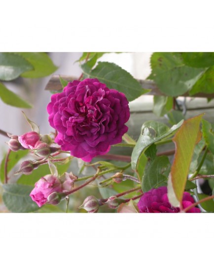 Rosa 'Blue Magenta' - Rosaceae - rosier