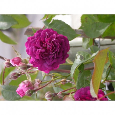 Rosa 'Blue Magenta' - Rosaceae - rosier