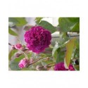 Rosa 'Blue Magenta' - Rosaceae - rosier