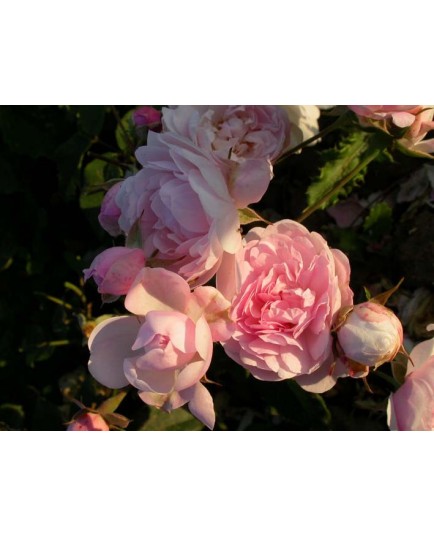 Rosa 'Blush Noisette' - Rosaceae - Rosier