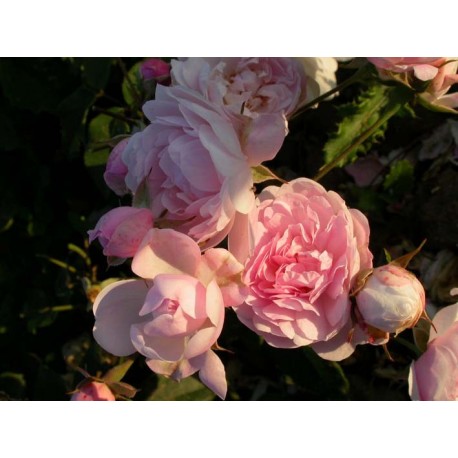 Rosa 'Blush Noisette' - Rosaceae - Rosier