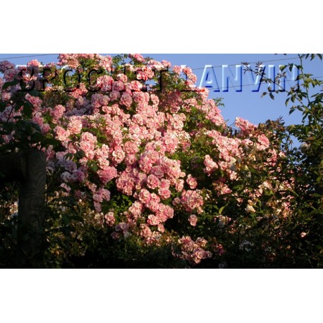 Rosa 'Blush Rambler' - Rosaceae - Rosier