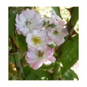 Rosa 'Blush Rambler' - Rosaceae - Rosier