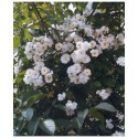 Rosa 'Bobbie James' - Rosaceae - Rosier