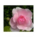 Rosa 'Bonica' - Rosaceae - Rosier