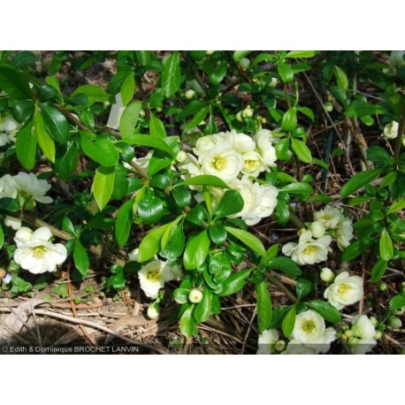 Chaenomeles superba x 'Kinshiden' - cognassier du Japon