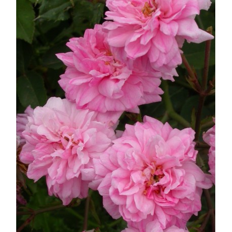 Rosa 'Bougainvillea' - Rosaceae - Rosiers arbustes -rose ancienne