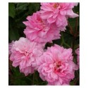 Rosa 'Bougainvillea' - Rosaceae - Rosiers arbustes -rose ancienne