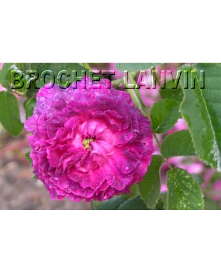 Rosa 'Boule de Nanteuil' - Rosaceae - Rosier