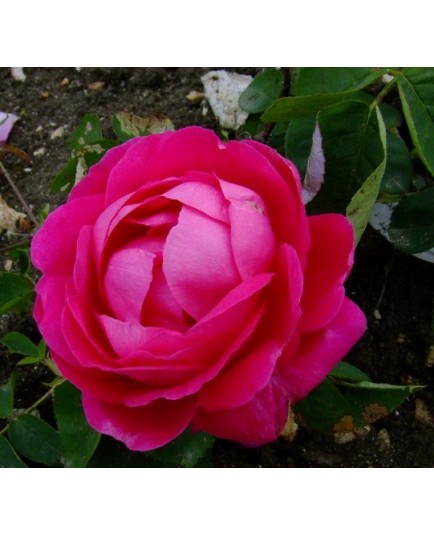 Rosa 'Bouquet de Flore' - Rosaceae - Rosier