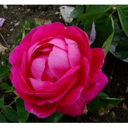 Rosa 'Bouquet de Flore' - Rosaceae - Rosier