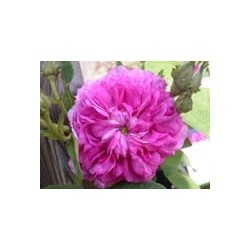 Rosa 'Bouquet de Vénus' - Rosaceae - Rosier