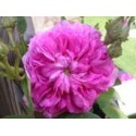 Rosa 'Bouquet de Vénus' - Rosaceae - Rosier